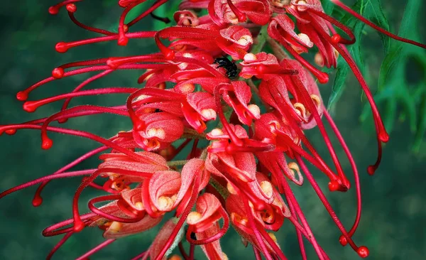 Abelha Ocupadamente Polinizando Uma Planta Florescente Grevillea Evergreen Contra Fundo — Fotografia de Stock