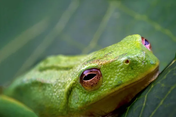 マクロで撮影された長さわずか15Mmの小さな緑のカエル — ストック写真