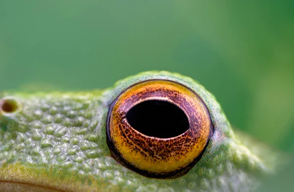 Ojo Una Pequeña Rana Verde Solo Longitud Captura Macro — Foto de Stock