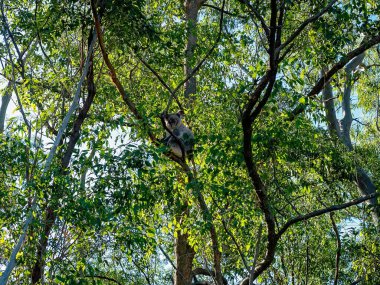 An Australian koala sitting on the branch of a tree in his native environment, the eucalyptus forest clipart