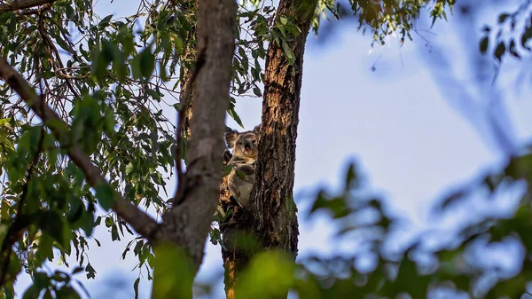 Ein Australischer Koala Sitzt Auf Dem Ast Eines Baumes Seiner — Stockfoto