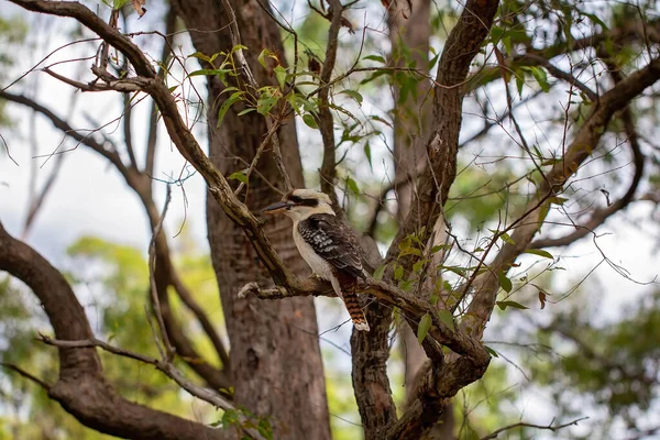 Ένα Kookaburra Κάθεται Ένα Κλαδί Δέντρου Στο Φυσικό Περιβάλλον Θαμνώδους — Φωτογραφία Αρχείου