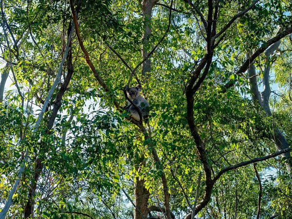 Australijska Koala Siedząca Gałęzi Drzewa Jego Rodzimym Środowisku Lesie Eukaliptusowym — Zdjęcie stockowe