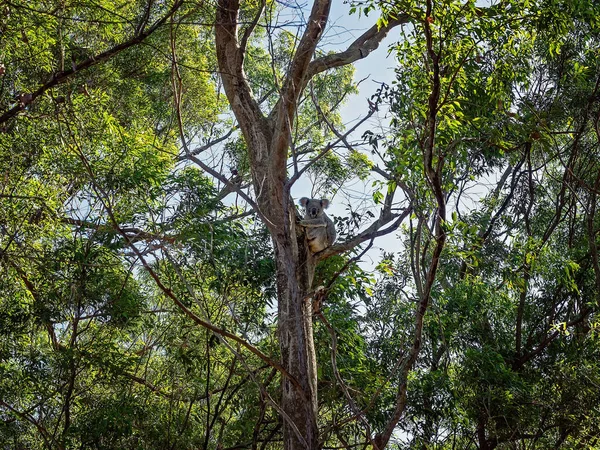 Австралийский Коала Сидит Ветке Дерева Родной Среде Эвкалиптовый Лес — стоковое фото