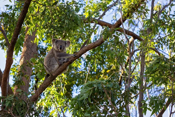 Australijska Koala Siedząca Gałęzi Drzewa Jego Rodzimym Środowisku Lesie Eukaliptusowym — Zdjęcie stockowe