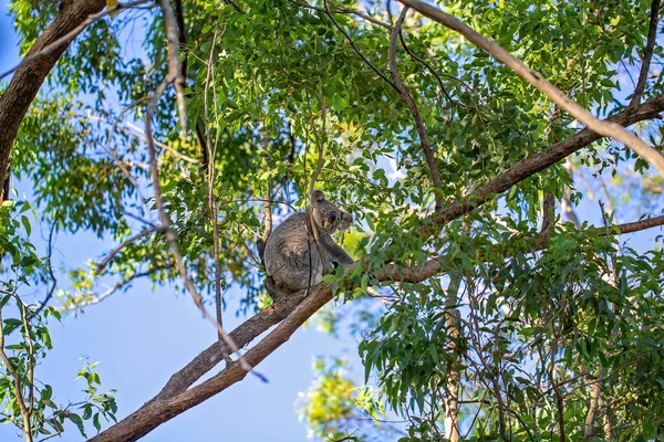 Ένα Αυστραλιανό Κοάλα Κάθεται Στο Κλαδί Ενός Δέντρου Στο Φυσικό — Φωτογραφία Αρχείου