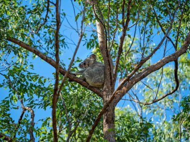 Doğal ortamında bir ağacın dalında oturan bir Avustralya koalası, okaliptüs ormanı.