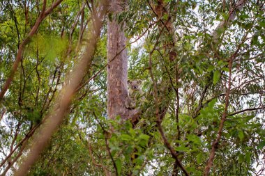Doğal ortamında bir ağacın dalında oturan bir Avustralya koalası, okaliptüs ormanı.