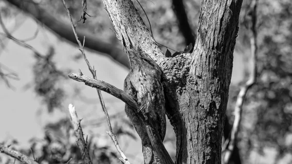 Tawny Frogmouth Owl Camouflaged Amongst Tree Branches Forest Monotone — Stock Photo, Image