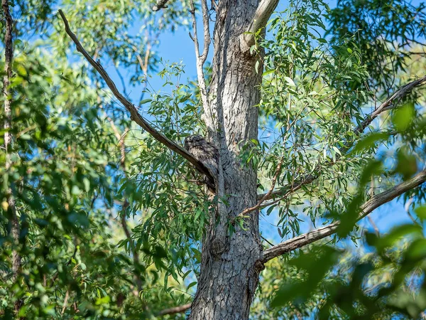 Een Tawny Kikkerbek Uil Gecamoufleerd Tussen Boom Takken Een Woud — Stockfoto