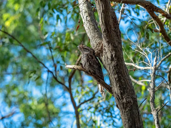 Een Tawny Kikkerbek Uil Gecamoufleerd Tussen Boom Takken Een Woud — Stockfoto