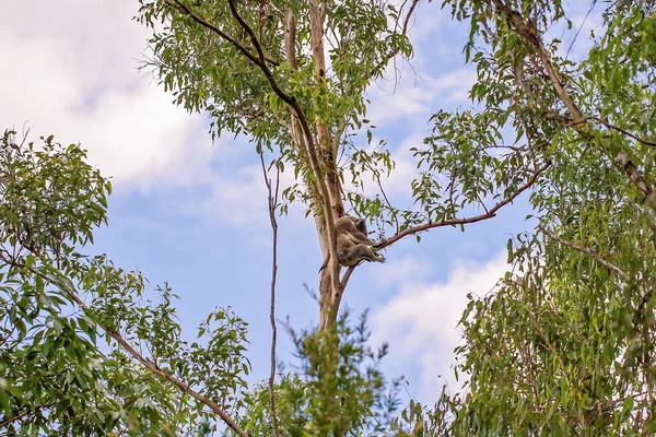 澳大利亚树袋熊一种澳大利亚树袋熊 栖息在其自然环境 桉树林 的树枝上 — 图库照片