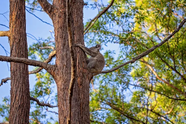Australský Koala Sedí Větvi Stromu Jeho Rodném Prostředí Eukalyptový Les — Stock fotografie