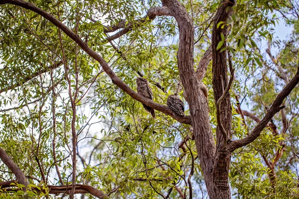 森の木の枝の間でカモフラージュされた2つの小さなカエルのフクロウ — ストック写真