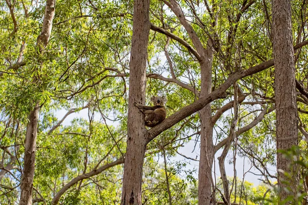 Doğal Ortamında Bir Ağacın Dalında Oturan Bir Avustralya Koalası Okaliptüs — Stok fotoğraf