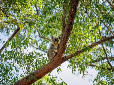 Doğal ortamında bir ağacın dalında oturan bir Avustralya koalası, okaliptüs ormanı.