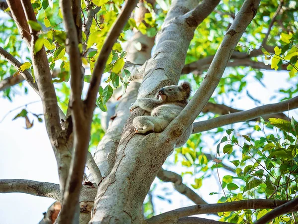 Koala Australiano Sentado Rama Árbol Entorno Nativo Bosque Eucaliptos —  Fotos de Stock