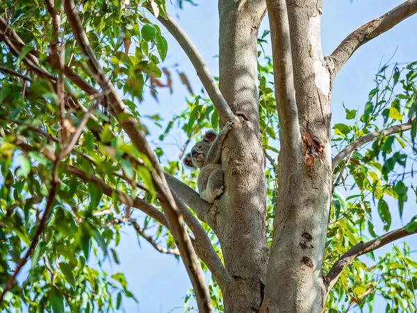 Ein Australischer Koala Sitzt Auf Dem Ast Eines Baumes Seiner — Stockfoto