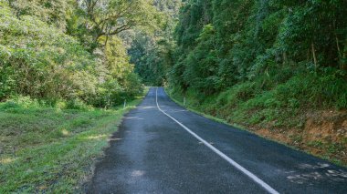 Ağaçların üzerinde Eungella Ulusal Parkı, Queensland, Avustralya 'daki yemyeşil tropikal yağmur ormanlarından geçen bir yol.