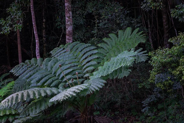 Gran Helecho Arbóreo Creciendo Saludablemente Bosque — Foto de Stock