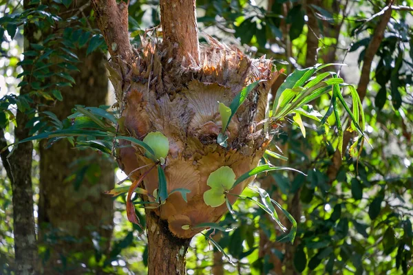 Staghornova Kapradina Připevněná Stromu Tropickém Lese Unikátní Tvarovaná Flóra — Stock fotografie