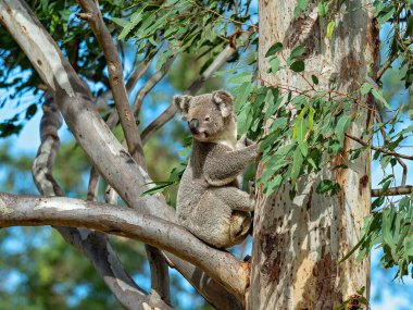 Dişi bir Avustralyalı koala kesesinde Joey ile sakız ağacında oturuyor.
