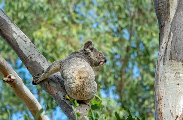 Koala Australiano Aggrappato Ramo Albero Che Guarda Intorno — Foto Stock