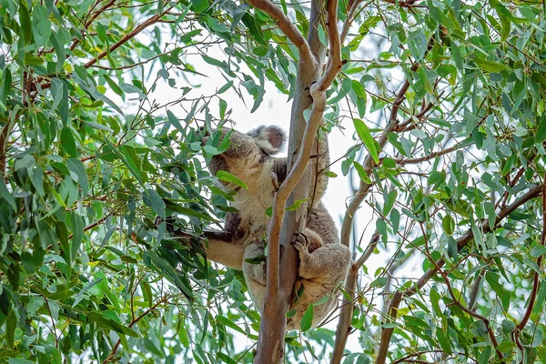 Samica Australijskiej Koali Joey Torbie Przylgnęła Gałęzi Drzewa Karmiąc Się — Zdjęcie stockowe