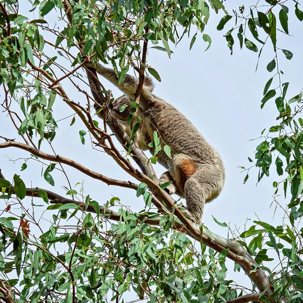 Una Koala Australiana Subiendo Rama Eucalipto Con Joey Bolsa —  Fotos de Stock