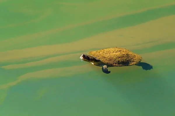 Une Petite Tortue Eau Douce Couverte Algues Nageant Dans Des — Photo