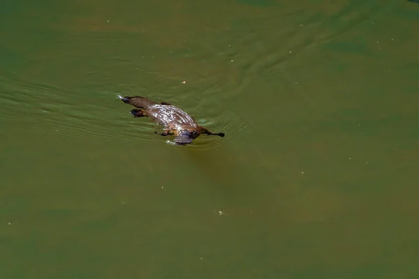 Een Vogelbekdier Het Wild Dat Water Van Zijn Waterdichte Vacht — Stockfoto