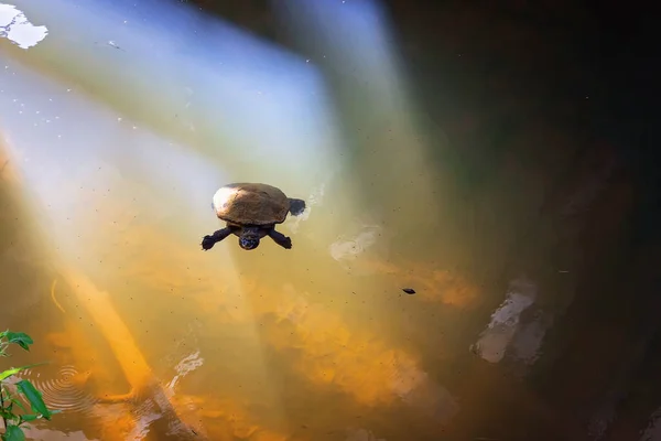 Eine Kleine Süßwasserschildkröte Die Mit Algen Bedeckt Trüben Wasser Schwimmt — Stockfoto