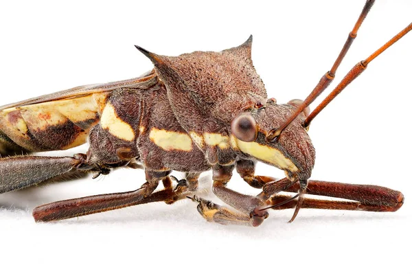 Macro Extrema Bug Feijão Marrom Também Conhecido Como Bug Sugador — Fotografia de Stock
