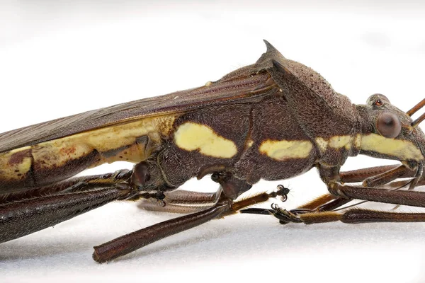 Kahverengi Fasulye Böceğinin Makrosu Aynı Zamanda Kapsül Emici Böcek Olarak — Stok fotoğraf