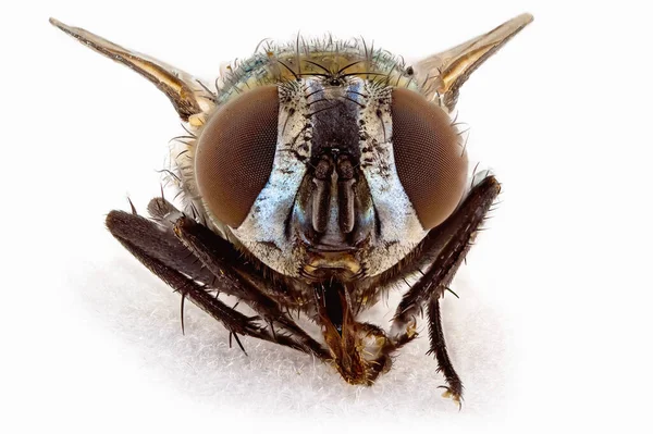 Macro Détail Gros Plan Une Mouche Isolée Sur Fond Blanc — Photo