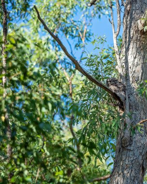Çiklet ağacında kamufle olmuş kurbağa ağızlı bir kuş.