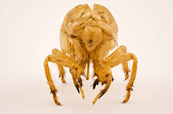 Κηρώδες Δέρμα Εξωσκελετός Ενός Εντόμου Cicada Που Ρίχνει Μέρος Του — Φωτογραφία Αρχείου