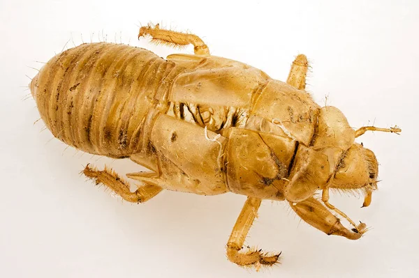 果皮作为其生命周期的一部分而脱落的蝉昆虫的蜡质皮肤或外骨骼 — 图库照片