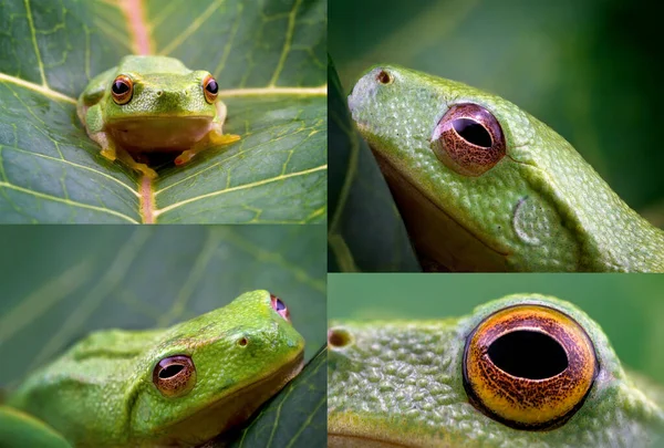 Colagem Imagens Sapo Verde Minúsculo Apenas 15Mm Comprimento Capturado Macro — Fotografia de Stock