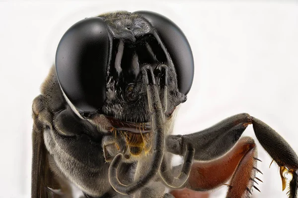 Extreme Fünffache Vergrößerung Des Kopfes Eines Schwarzen Wespeninsekts Vor Weißem — Stockfoto