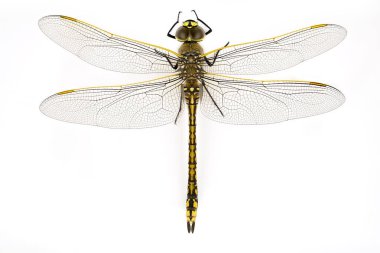 Beyaz bir arka planda izole edilmiş bir yusufçuk sineğinin makrosunun üstten aşağı görüntüsü