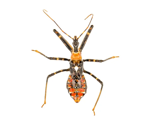 Orange Assassin Bug Nymph Top Isolerad Vit Bakgrund Kännetecknas Vit — Stockfoto