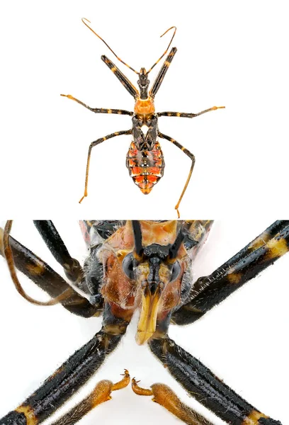 Collage Orange Assassin Bug Nymph Visar Top Och Extrem Makro — Stockfoto