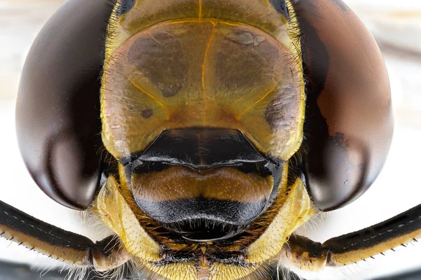 Extreme Macro Close Face Australian Emperor Dragonfly — Stock Photo, Image