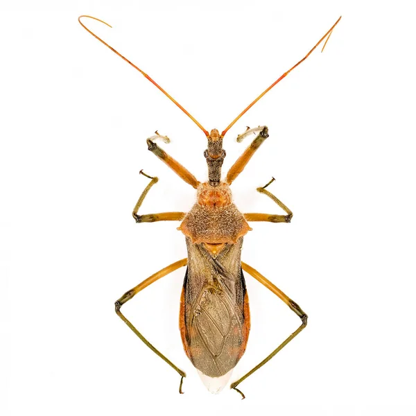 Makro Bild Pod Sucking Bug Även Känd Som Brown Bean — Stockfoto