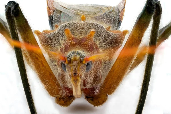 Ultra Makrobild Eines Pod Sucking Bug Auch Bekannt Als Brown — Stockfoto