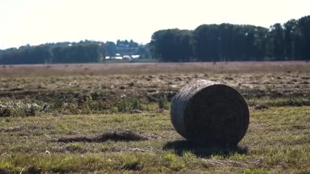 Haystack bidang pertanian landscape.Cereal produksi, lingkaran besar jerami. — Stok Video