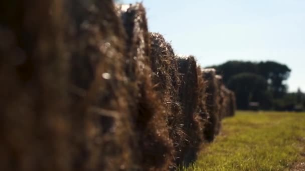 Szénaboglya mezőgazdasági területen táj.Gabonatermelés, nagy szénakörök. — Stock videók