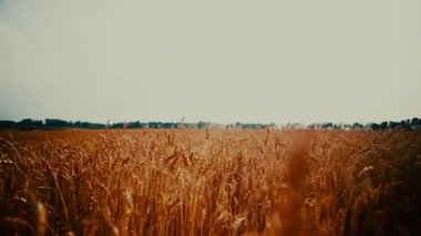 Güneşli bir yaz gününde buğday tarlası. Altın buğday tarlası.