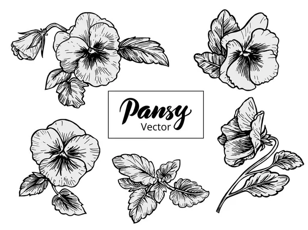 Hand drawn pansy flowers — Stock Vector